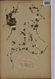 Geranium pyrenaicum Burm. f., Western Europe (EUR) (Switzerland)