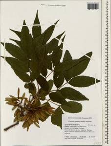 Fraxinus pennsylvanica Marshall, Crimea (KRYM) (Russia)