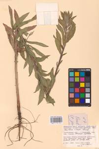 Oenothera villosa Thunb., Eastern Europe, Middle Volga region (E8) (Russia)