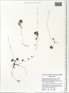 Mitella nuda L., Siberia, Baikal & Transbaikal region (S4) (Russia)