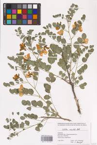 Colutea orientalis Mill., Eastern Europe, South Ukrainian region (E12) (Ukraine)