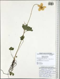 Anemone sylvestris, Eastern Europe, Central region (E4) (Russia)