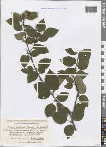 Betula raddeana Trautv., Caucasus, North Ossetia, Ingushetia & Chechnya (K1c) (Russia)