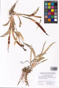 Iris scariosa Willd. ex Link, Eastern Europe, Lower Volga region (E9) (Russia)