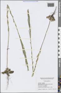 Turritis glabra L., Eastern Europe, Central forest-and-steppe region (E6) (Russia)