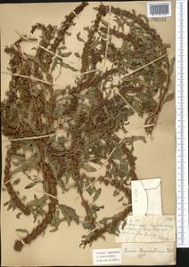 Rumex marschallianus Rchb., Middle Asia, Muyunkumy, Balkhash & Betpak-Dala (M9) (Kazakhstan)