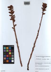 Orobanche cumana Wallr., Siberia, Altai & Sayany Mountains (S2) (Russia)