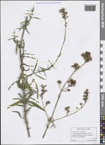 Silene sibirica (L.) Pers., Eastern Europe, Lower Volga region (E9) (Russia)