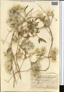 Clematis orientalis L., Middle Asia, Pamir & Pamiro-Alai (M2) (Uzbekistan)