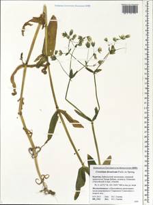 Dichodon davuricum (Fisch. ex Spreng.) Á. Löve & D. Löve, Siberia, Baikal & Transbaikal region (S4) (Russia)