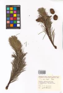 Pinus mugo Turra, Eastern Europe, West Ukrainian region (E13) (Ukraine)