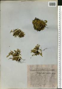 Selaginella rupestris (L.) Spring, Siberia, Chukotka & Kamchatka (S7) (Russia)