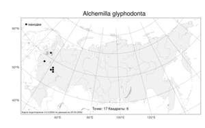 Alchemilla glyphodonta Juz., Atlas of the Russian Flora (FLORUS) (Russia)