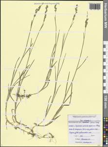 Poa compressa L., Caucasus, Black Sea Shore (from Novorossiysk to Adler) (K3) (Russia)