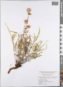 Jurinea cyanoides (L.) Rchb., Eastern Europe, Middle Volga region (E8) (Russia)