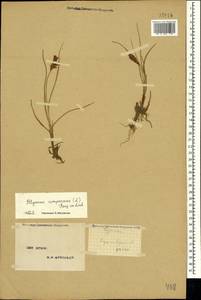 Blysmus compressus (L.) Panz. ex Link, Crimea (KRYM) (Russia)