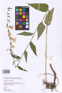 Campanula rapunculoides L., Eastern Europe, North-Western region (E2) (Russia)