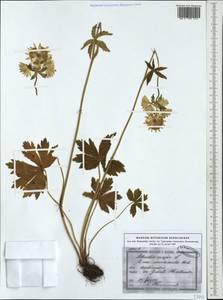 Astrantia major subsp. involucrata (W. D. J. Koch) Ces., Western Europe (EUR) (Germany)