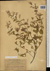 Nepeta ucranica subsp. schischkinii (Pojark.) Rech.f., Caucasus, Azerbaijan (K6) (Azerbaijan)