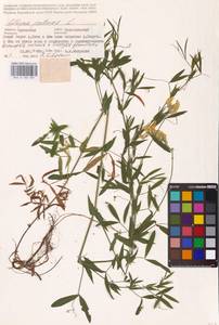 Lathyrus pratensis L., Eastern Europe, Central forest-and-steppe region (E6) (Russia)