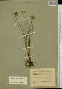 Allium tenuissimum L., Siberia, Baikal & Transbaikal region (S4) (Russia)