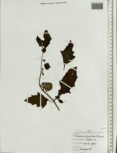 Nicandra physalodes (L.) Gaertn., Eastern Europe, Western region (E3) (Russia)