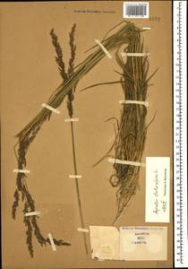 Agrostis stolonifera L., Caucasus (no precise locality) (K0)