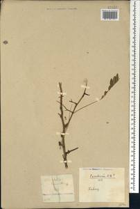 Gleditsia triacanthos L., Caucasus, Georgia (K4) (Georgia)