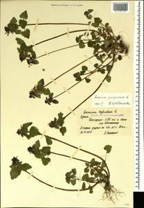 Lamium purpureum L., Crimea (KRYM) (Russia)