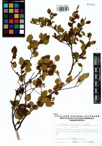 Betula fruticosa Pall., Siberia, Baikal & Transbaikal region (S4) (Russia)