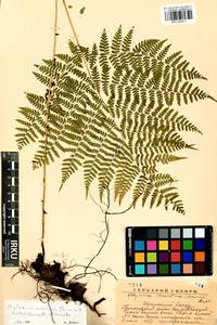 Diplazium sibiricum (Turcz. ex Kunze) Sa.Kurata, Siberia, Baikal & Transbaikal region (S4) (Russia)