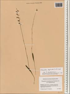 Platanthera tipuloides (L.f.) Lindl., South Asia, South Asia (Asia outside ex-Soviet states and Mongolia) (ASIA) (Japan)