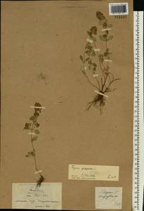 Thymus pulegioides L., Eastern Europe, Belarus (E3a) (Belarus)