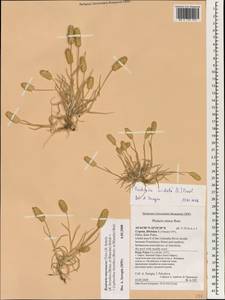 Rostraria cristata (L.) Tzvelev, South Asia, South Asia (Asia outside ex-Soviet states and Mongolia) (ASIA) (Cyprus)
