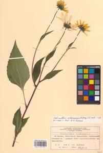 Helianthus tuberosus L., Eastern Europe, Moscow region (E4a) (Russia)