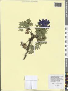 Delphinium caucasicum C.A.Mey., Caucasus, Stavropol Krai, Karachay-Cherkessia & Kabardino-Balkaria (K1b) (Russia)