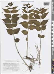 Vincetoxicum hirundinaria Medik., Caucasus, Black Sea Shore (from Novorossiysk to Adler) (K3) (Russia)