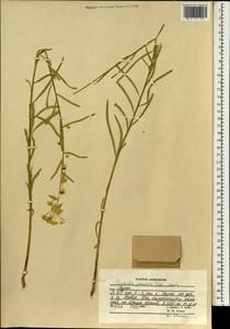 Euphorbia virgata Waldst. & Kit., South Asia, South Asia (Asia outside ex-Soviet states and Mongolia) (ASIA) (Afghanistan)