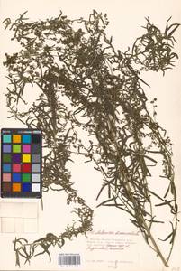 Artemisia dracunculus L., Eastern Europe, Moscow region (E4a) (Russia)