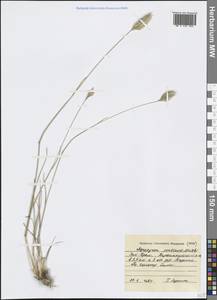 Agropyron cristatum (L.) Gaertn., Crimea (KRYM) (Russia)