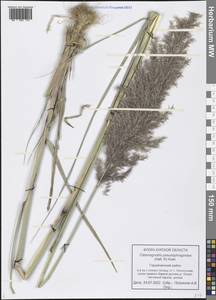 Calamagrostis pseudophragmites (Haller f.) Koeler, Eastern Europe, Central forest-and-steppe region (E6) (Russia)