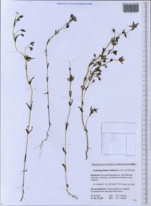 Lomatogonium rotatum (L.) Fries ex Fern., Siberia, Baikal & Transbaikal region (S4) (Russia)