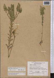 Lepidium campestre (L.) W.T. Aiton, America (AMER) (Canada)