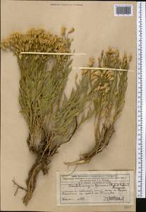 Crinitaria grimmii (Regel & Schmalh.) Grierson, Middle Asia, Western Tian Shan & Karatau (M3) (Kazakhstan)