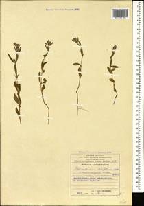 Helianthemum ledifolium (L.) Mill., Caucasus, Azerbaijan (K6) (Azerbaijan)