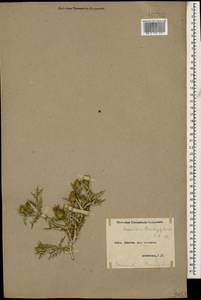 Cousinia brachyptera DC., Caucasus, Armenia (K5) (Armenia)