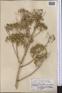 Ferula kelleri Koso-Pol., Middle Asia, Pamir & Pamiro-Alai (M2) (Kyrgyzstan)