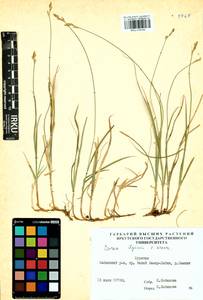 Carex iljinii V.I.Krecz., Siberia, Baikal & Transbaikal region (S4) (Russia)