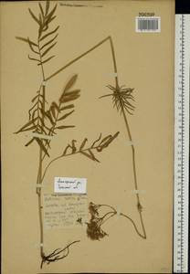 Valeriana rossica P. A. Smirn., Eastern Europe, Central region (E4) (Russia)