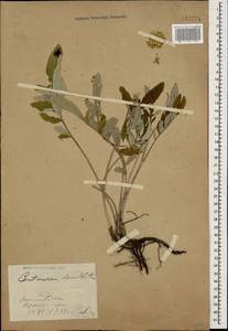 Psephellus dealbatus (Willd.) C. Koch, Caucasus, Stavropol Krai, Karachay-Cherkessia & Kabardino-Balkaria (K1b) (Russia)